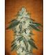 Green Crack (FastBuds)