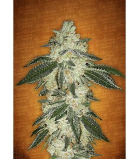 Green Crack (FastBuds)