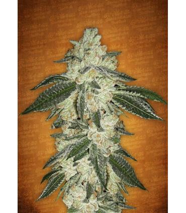 Green Crack (FastBuds)