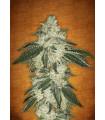 Green Crack