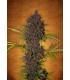 LSD-25 (FastBuds)
