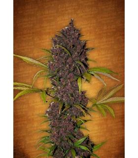 LSD-25 (FastBuds)