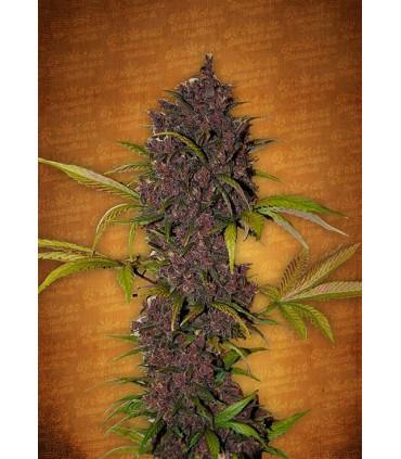 LSD-25 (FastBuds)