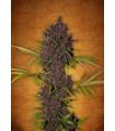 LSD-25 Auto