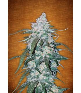Pineapple Express (FastBuds)