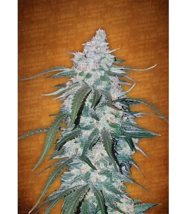 Pineapple Express (FastBuds)