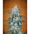 Pineapple Express