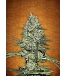 Rhino Ryder (FastBuds)