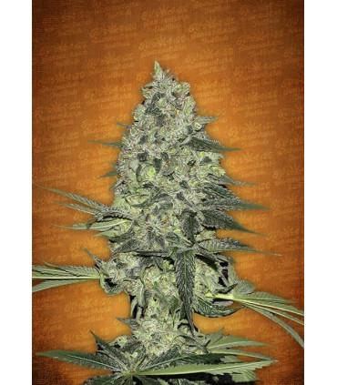 Rhino Ryder (FastBuds)