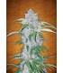 Six Shooter (FastBuds)