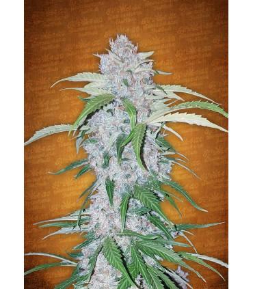 Six Shooter (FastBuds)