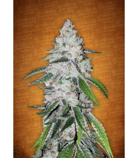 West Coast O.G. (FastBuds)