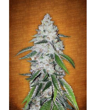 West Coast O.G. (FastBuds)