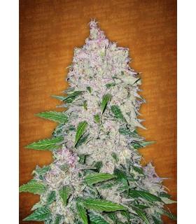 StarDawg (FastBuds)