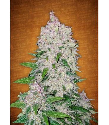StarDawg (FastBuds)