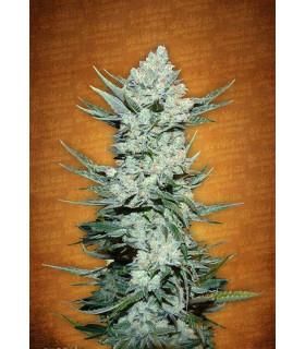Tangie' matic (FastBuds)