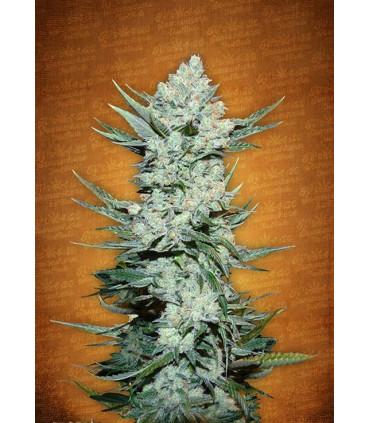 Tangie' matic (FastBuds)