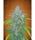 Blue Dream´matic (Fastbuds)