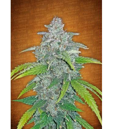 Blue Dream´matic (Fastbuds)