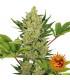Blue Cheese Auto (Barney's Farm)