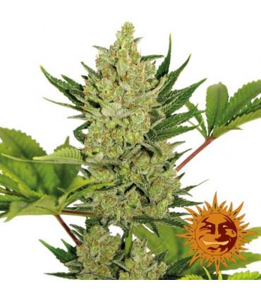 Blue Cheese Auto (Barney's Farm)