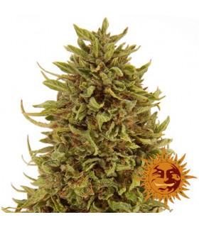 Pineapple Express - Barney's Farm
