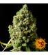 Pineapple Express - Barney's Farm