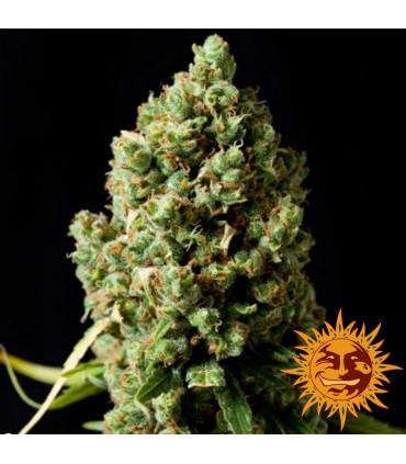Pineapple Express - Barney's Farm