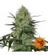 Tangerine Dream Auto (Barney's Farm)