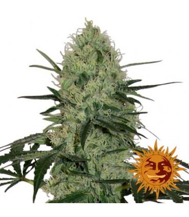 Tangerine Dream Auto (Barney's Farm)