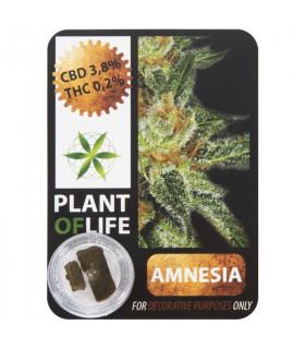 CBD Hash 3,8% Amnesia