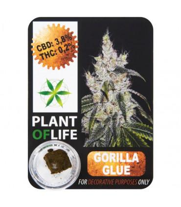 CBD Hash 3,8% Critical