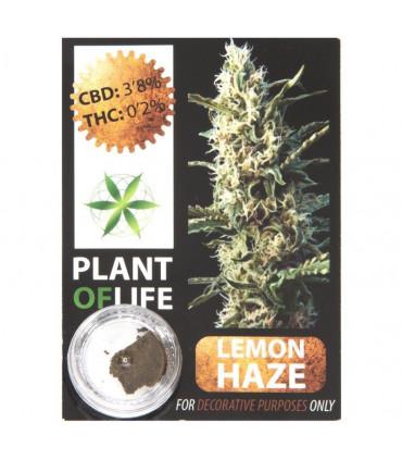 CBD Hash 3,8% Gorilla Glue