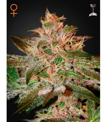 Pure Kush (Greenhouse Seeds)