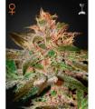 Pure Kush
