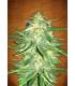 Lemon AK (Fast Buds)