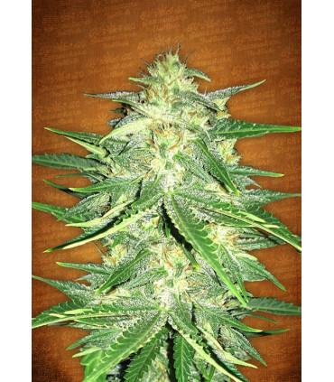 Lemon AK (Fast Buds)