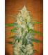 Zkittlez Auto (Fast Buds)