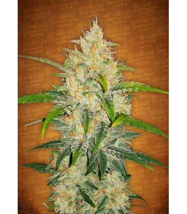 Zkittlez Auto (Fast Buds)