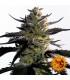Blueberry OG (Barney's Farm)