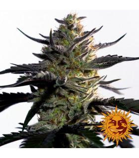 Blueberry OG (Barney's Farm)