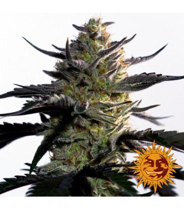 Blueberry OG (Barney's Farm)