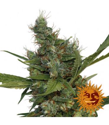 Morning Glory (Barney's Farm)