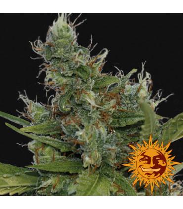 Morning Glory (Barney's Farm)