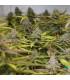 Peyote Cookies (Barney's Farm)