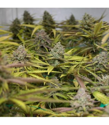 Peyote Cookies (Barney's Farm)