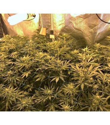 Gorilla Zkittlez (Barney's Farm)