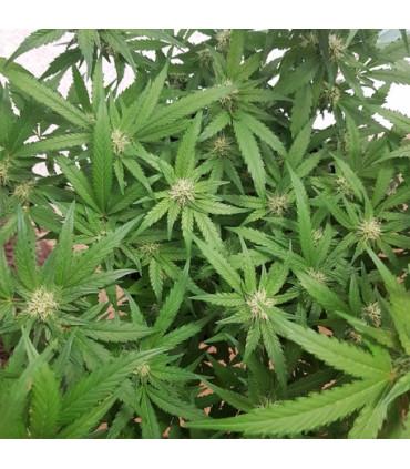 Blue Gelato 41 (Barney's Farm)