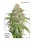 Glueberry OG (Dutch Passion)