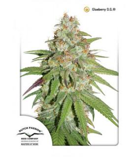 Glueberry OG (Dutch Passion)